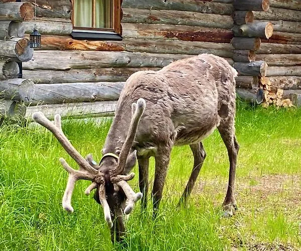 아파트 Arctic Lapland In Studio, Slopes, Tracks, National Park, Free Wi-fi - Lapland