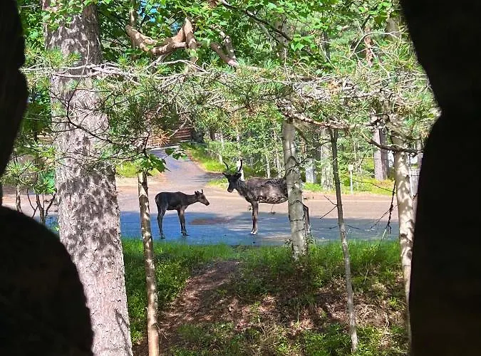 Arctic Lapland In Studio, Slopes, Tracks, National Park, Free Wi-fi - Lapland 파이하튠튜리